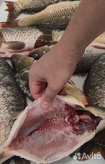 Карп свежий, почищенный