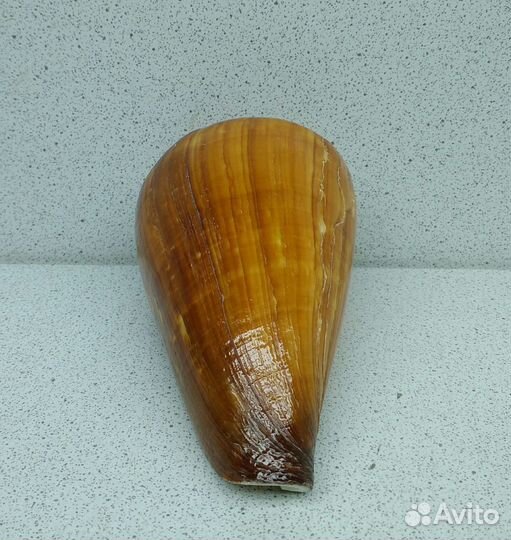 Конус Вексиллум 9,5 морская ракушка раковина