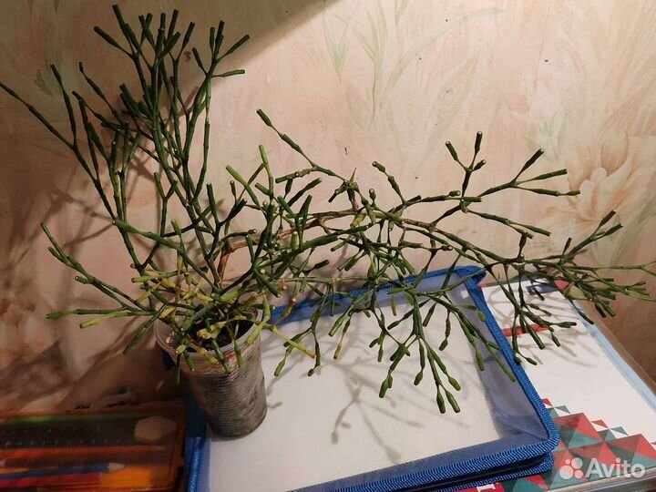 Комнатные цветы