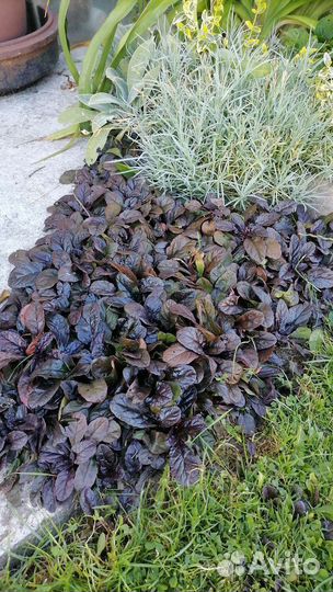 Сумах, живучка, лилейник, лилия, фундук и много др