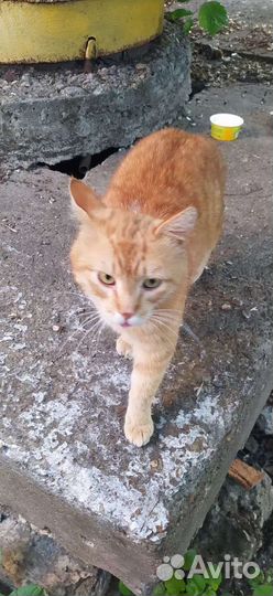 Отдам кота в добрые руки