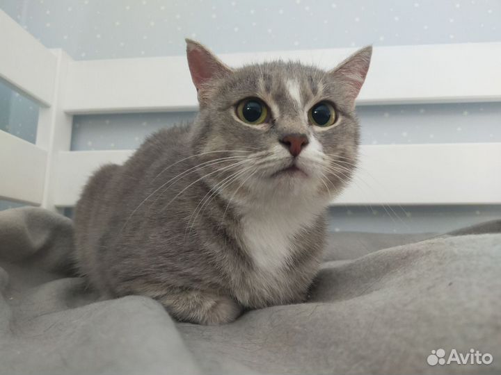 Очень тихая кошка