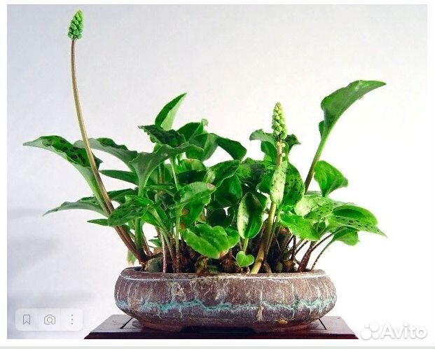 Дримиопсис