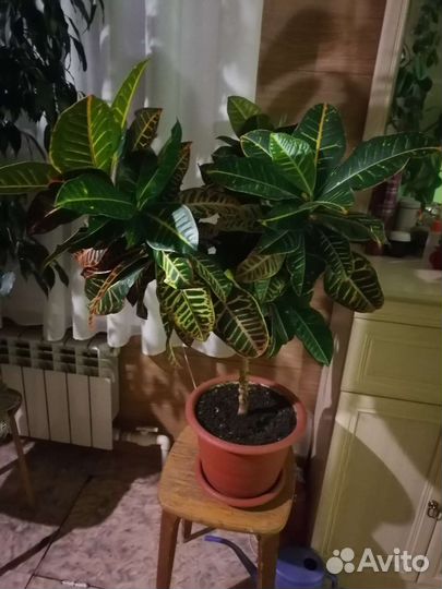 Кодиеум кротон