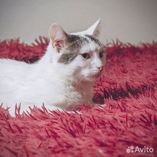 Молодая кошка комфорт класса в дар