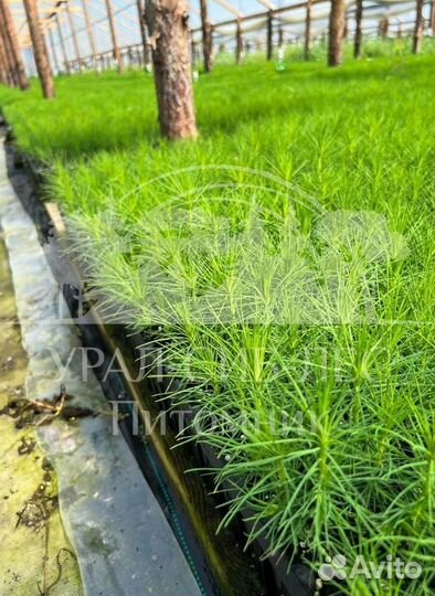 Сеянцы Лиственницы Сибирской с зкс