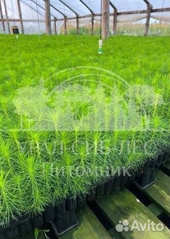 Сеянцы на лесовосстановление Ель Голубая зкс