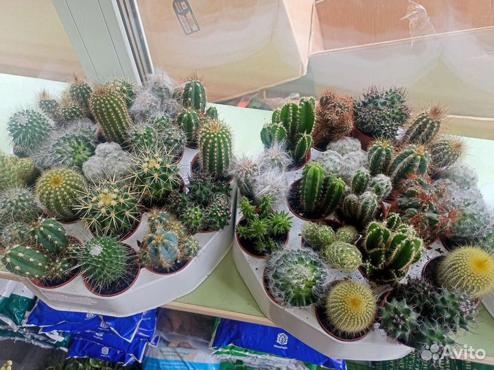 Роза и гипсофила в Томске с доставкой