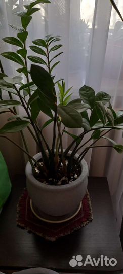 Замиокулькас