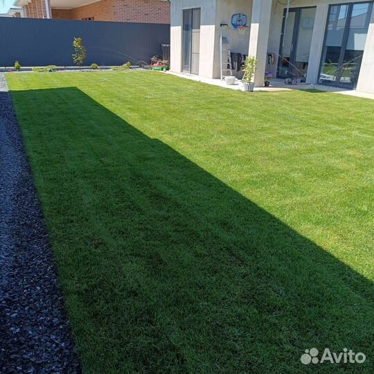 Рулонный газон, посевной газон