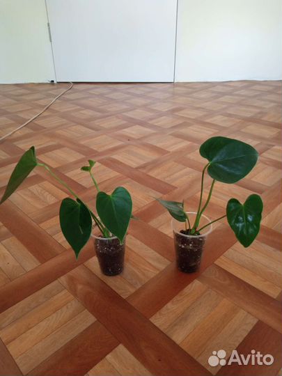 Антуриум Кавалли