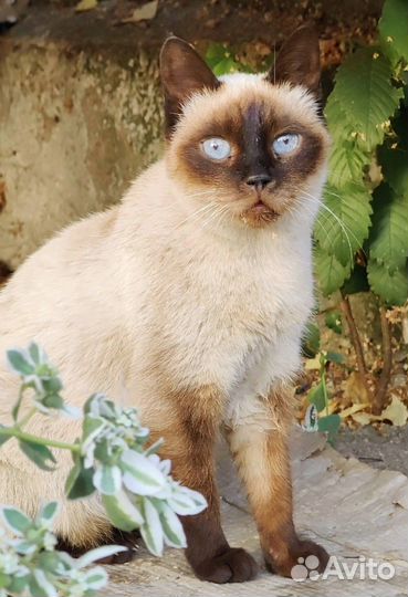 Знакомьтесь - очаровательная Зифа