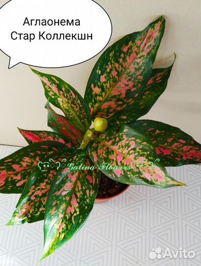 Алоказия, Аглаонема