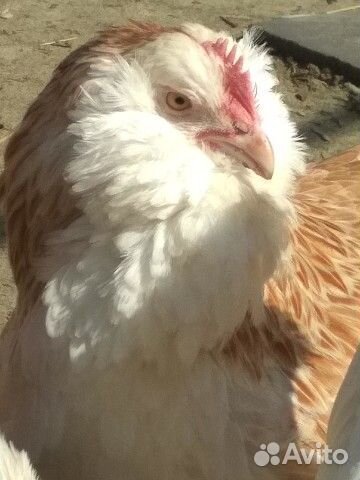 Яйцо, цыпленок