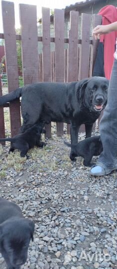 Щенки лабрадора