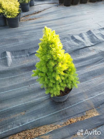Ель канадская Коника карлековая
