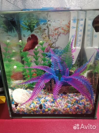 Аквариум с рыбками