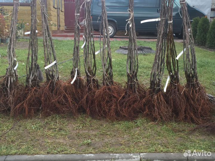 Саженцы карликовой груши, колоновидной груши