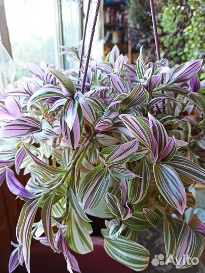 Традесканция Нанук розовеющий кустовой