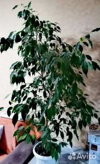 Фикус бенджамина