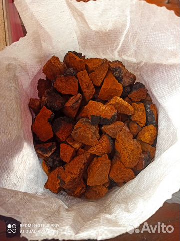 Чага березовая