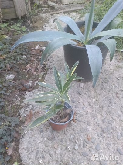 Юкка садовая