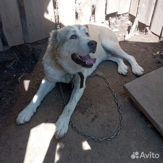 Собака алабай