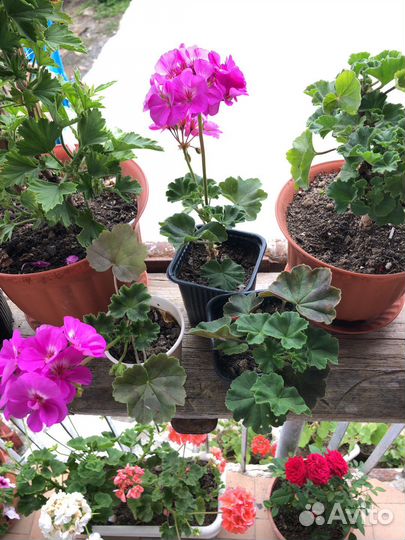 Пеларгония герань сортовая