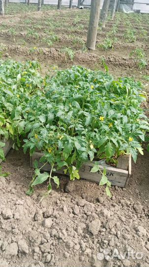 Рассада овощей разных