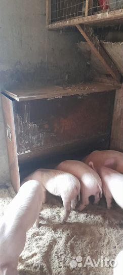 Бункерная кормушка для свиней