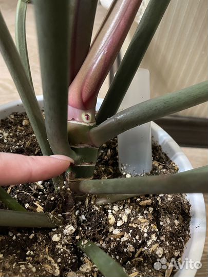 Филодендрон Плуто карамель