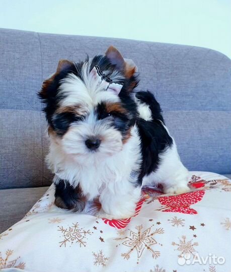 Девочки и Мальчики