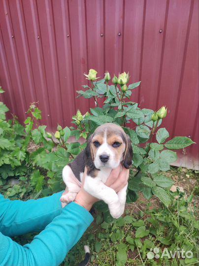 Щенки, Бигль