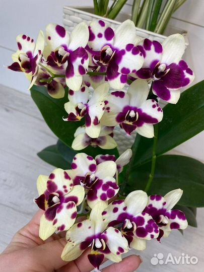 Орхидея фаленопсис