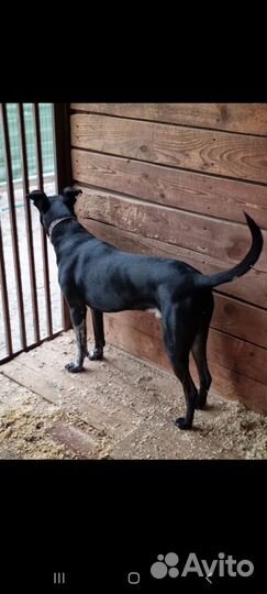 Собака Витас в приюте