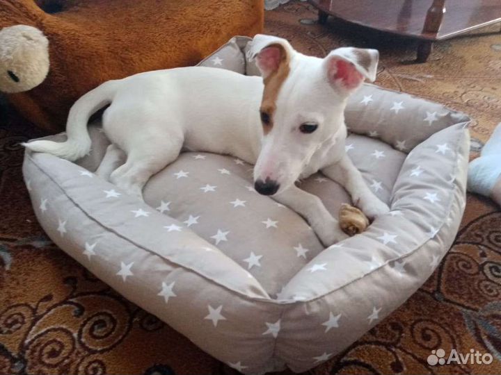 Вязка кобель джек рассел