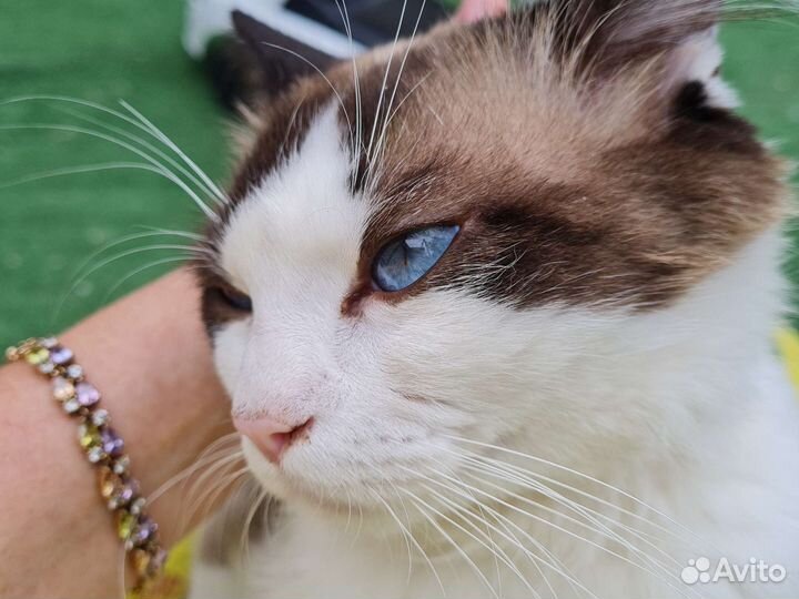 Регдолл котята