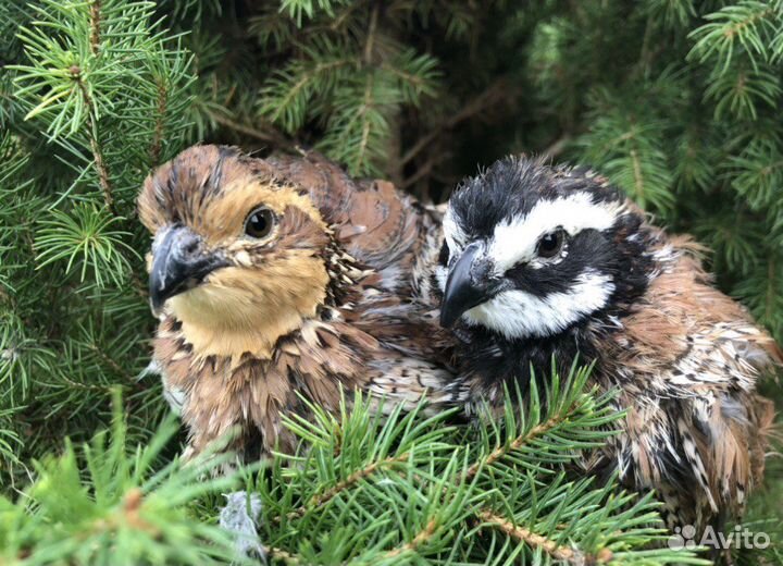 Перепелка перепела