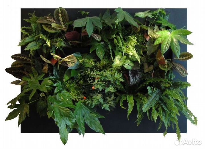 Фитомодуль, вертикальное озеленение