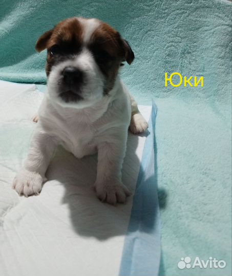 Щенки джек рассел терьер