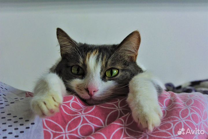 Домашняя передержка кошек