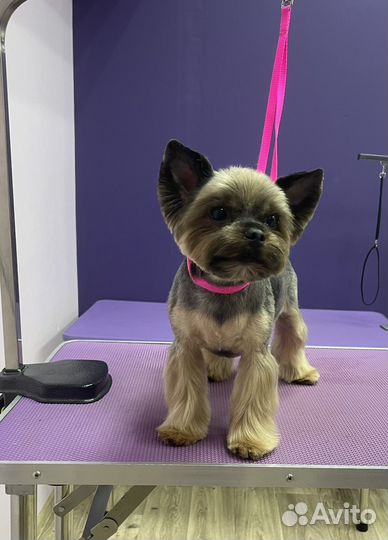 Грумер стрижка собак