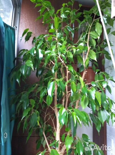 Цветок фикус Бенждамина