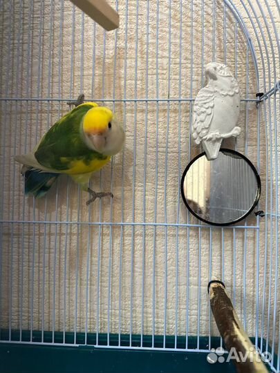 Попугай неразлучник с клеткой, птенец 3 месяца