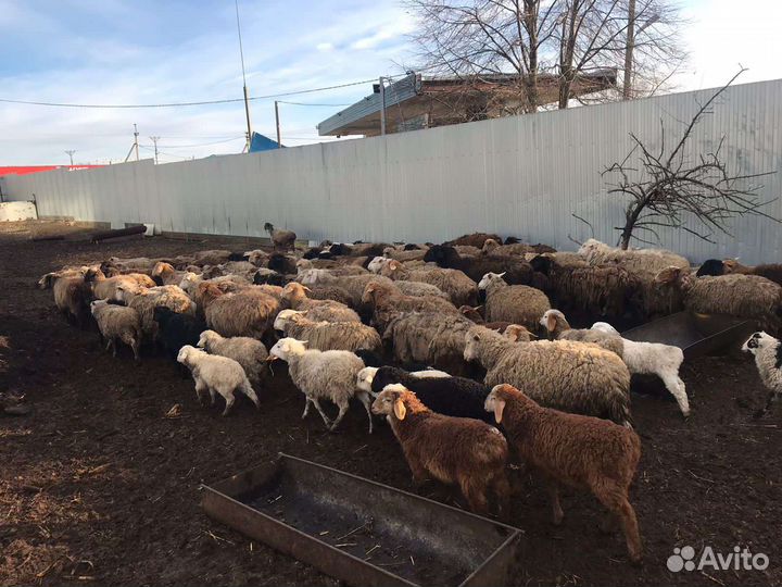 Овцы бараны