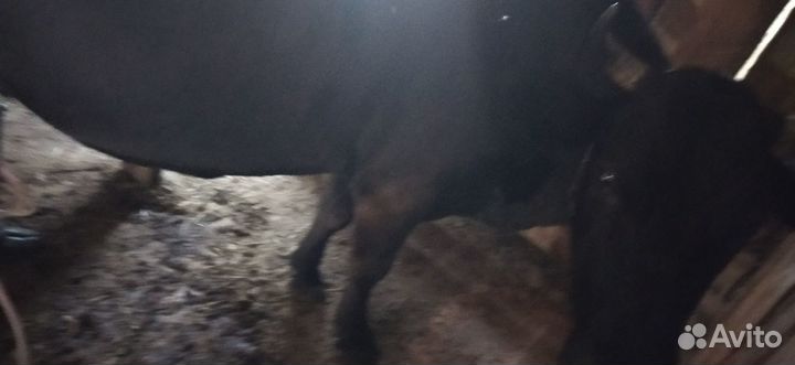 Продаю корову