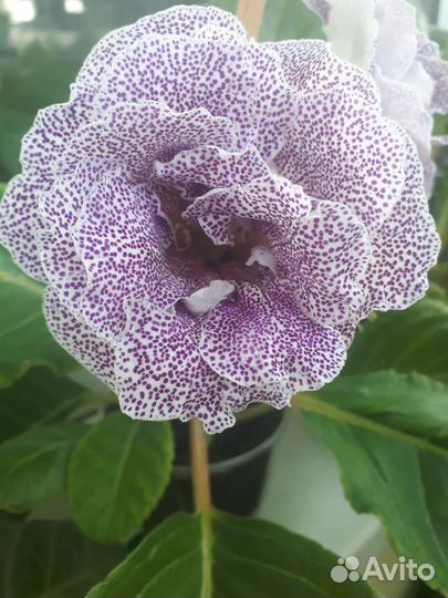 Глоксиния цветущая