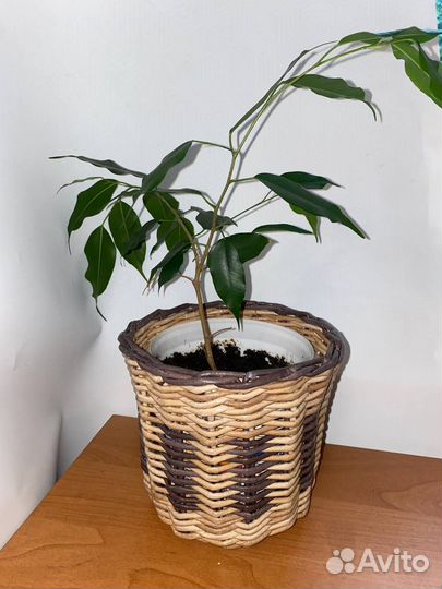 Фикус Бенджамина в плетеном кашпо