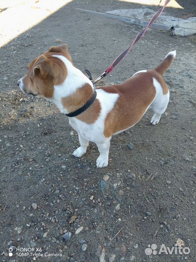 Джек рассел терьер