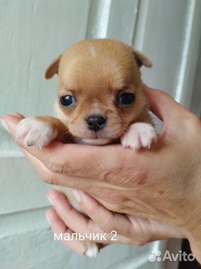 Щенки чихуахуа